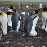 group index image